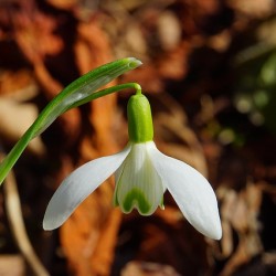 snowdrop-1053625_640